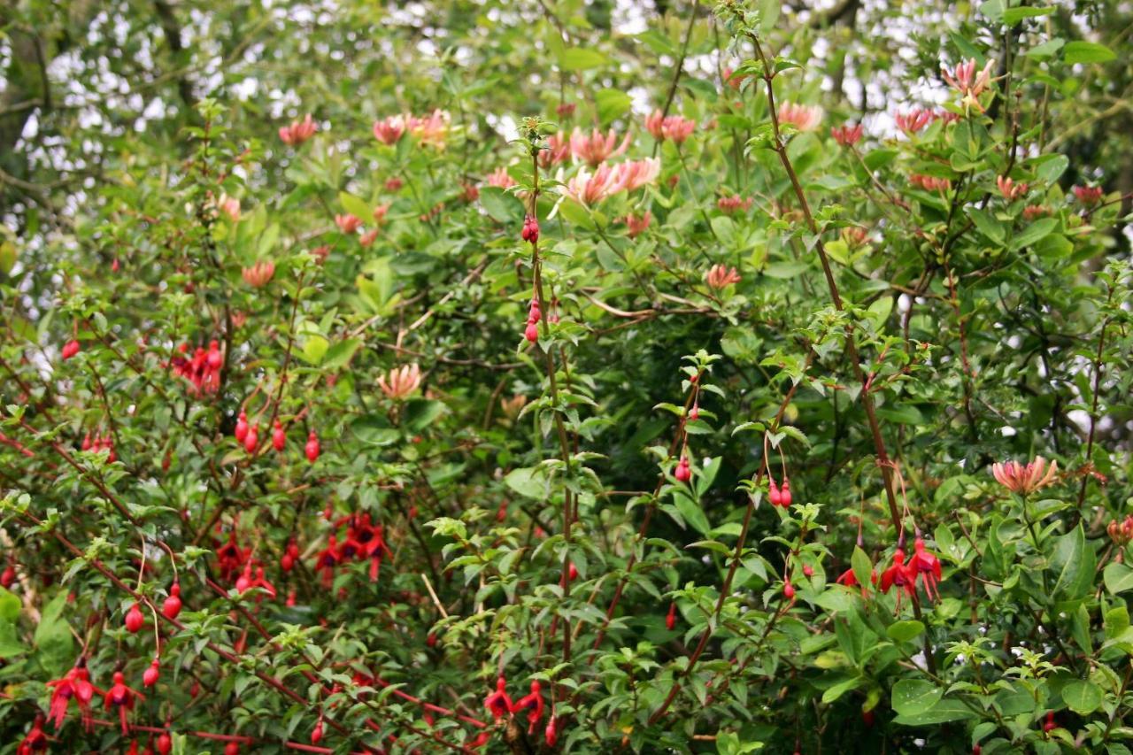 Bed and Breakfast Wild Atlantic View Inishowen Greencastle  Exterior foto